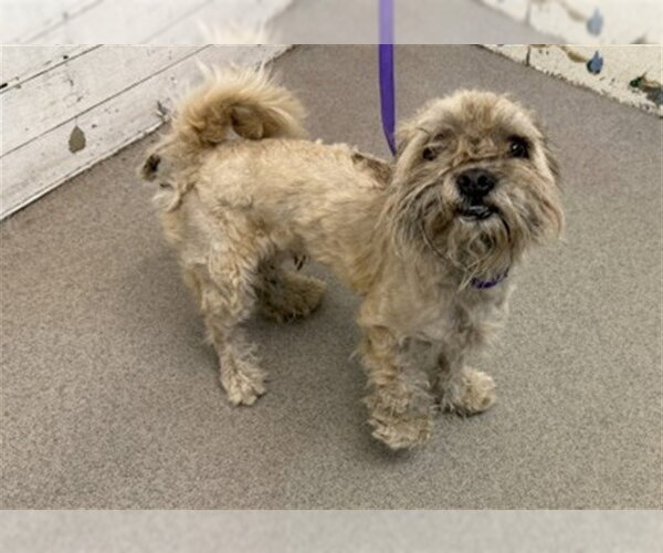 Medium Photo #1 Maltese-Unknown Mix Puppy For Sale in San Bernardino, CA, USA