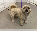 Small Maltese Mix