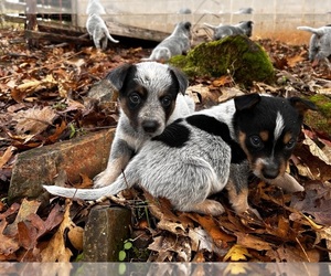 Australian Cattle Dog Litter for sale in OREGON HOUSE, CA, USA