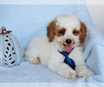 buddy - Male Goldendoodle (Miniature) Puppy for Sale - Small photo