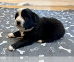 Puppy Girl 5 Australian Shepherd