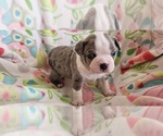 Small #10 Boston Terrier