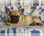 Small Photo #5 French Bulldog Puppy For Sale in CHRISTIANA, PA, USA