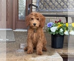 Small Goldendoodle