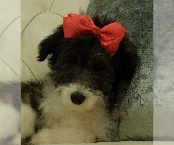 Medium Photo #21 Cadoodle Puppy For Sale in PERU, IN, USA