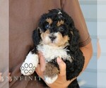 Small #3 Bernedoodle (Miniature)