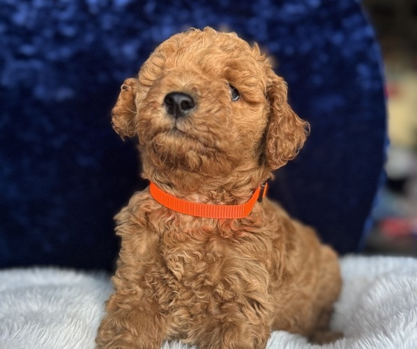 Medium Photo #9 Goldendoodle (Miniature) Puppy For Sale in SAN FERNANDO, CA, USA