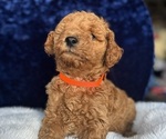 Small #8 Goldendoodle (Miniature)