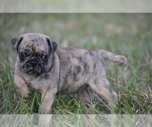 Pug Puppy for sale in PALM COAST, FL, USA