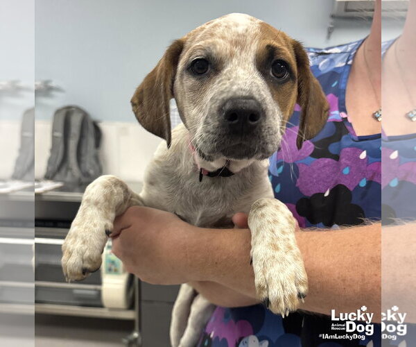 Medium Photo #1 Mutt Puppy For Sale in Washington, DC, USA