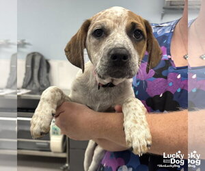 Mutt Dogs for adoption in Washington, DC, USA