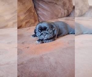 Medium Pug