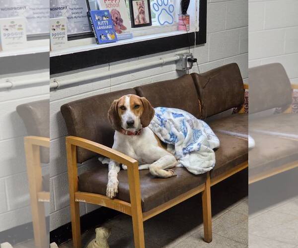 Medium Photo #14 Mutt Puppy For Sale in North Myrtle Beach, SC, USA