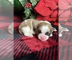 Small #2 Mal-Shi