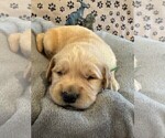 Small #8 Golden Retriever