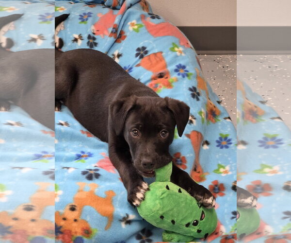 Medium Photo #1 Labrador Retriever-Unknown Mix Puppy For Sale in Greenville, IL, USA