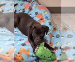 Small Labrador Retriever Mix