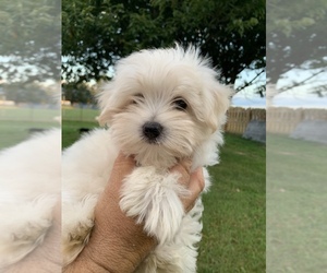 Maltichon Puppy for sale in HARRISONBURG, VA, USA