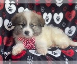 Small Photo #7 Great Pyrenees Puppy For Sale in LAKELAND, FL, USA