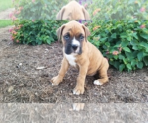 Boxer Puppy for sale in SHILOH, OH, USA