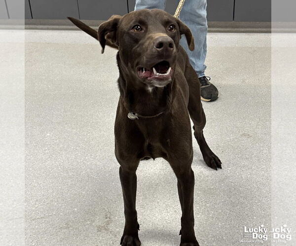 Medium Photo #3 Labrador Retriever-Unknown Mix Puppy For Sale in Washington, DC, USA