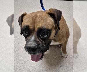 Boxer-Unknown Mix Dogs for adoption in Bakersfield, CA, USA