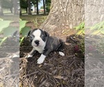 Small #8 Boston Terrier