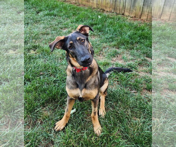 Medium Photo #1 German Shepherd Dog Puppy For Sale in Centreville, VA, USA