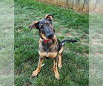 Small German Shepherd Dog