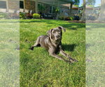 Small #9 Labrador Retriever Mix