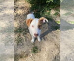 Small #8 American Pit Bull Terrier Mix
