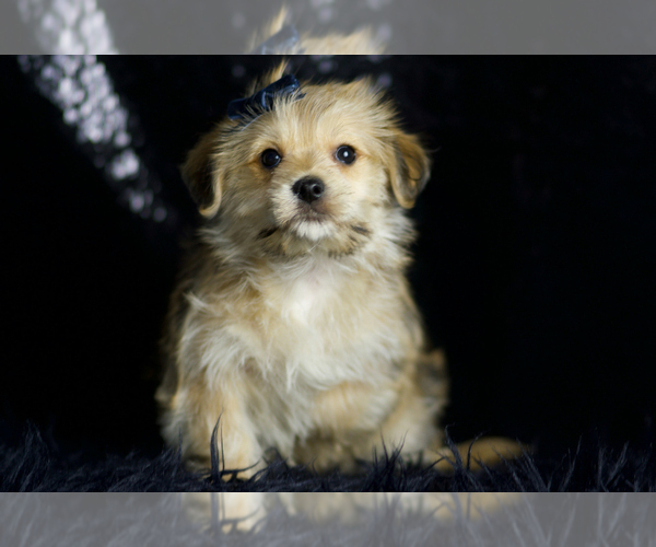 Medium Photo #2 Morkie Puppy For Sale in WARSAW, IN, USA