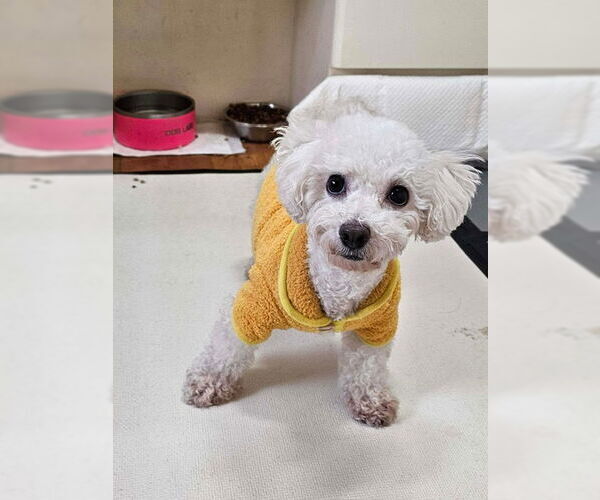 Medium Photo #2 Bichon Frise Puppy For Sale in Agoura Hills, CA, USA