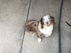Small Photo #1 Dachshund Puppy For Sale in PUEBLO, CO, USA