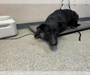 Labrador Retriever-Unknown Mix Dogs for adoption in Visalia, CA, USA