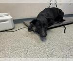 Small Labrador Retriever Mix