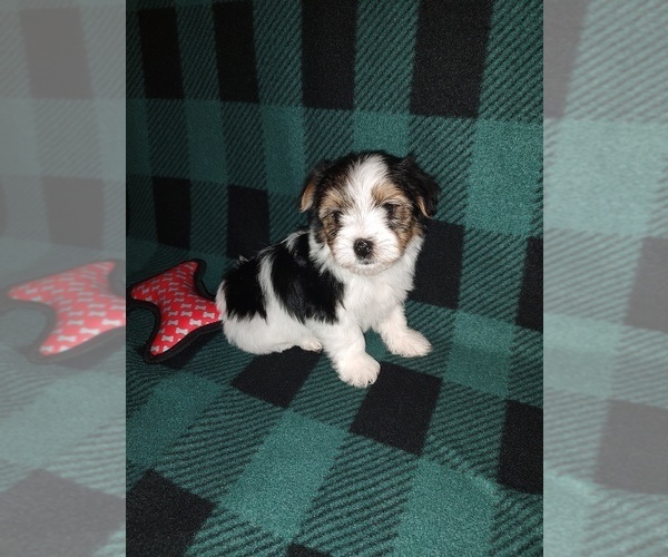 Medium Photo #7 Morkie Puppy For Sale in LAPEER, MI, USA