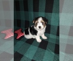 Small #6 Morkie