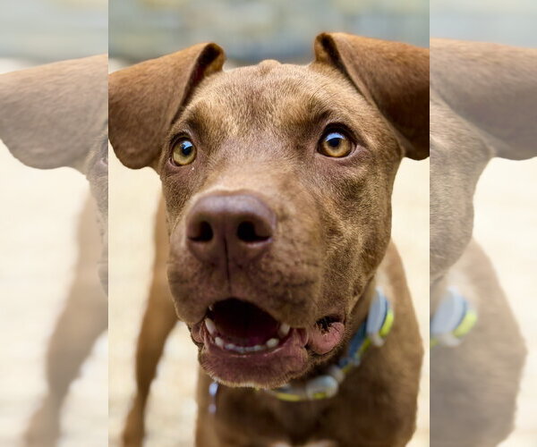 Medium Photo #4 Catahoula Leopard Dog-Unknown Mix Puppy For Sale in West Cornwall, CT, USA
