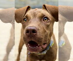 Small #3 Catahoula Leopard Dog Mix