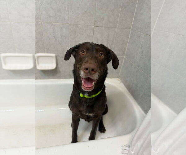 Medium Photo #3 Labrador Retriever Puppy For Sale in Sandy, UT, USA