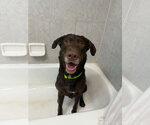 Small #2 Labrador Retriever