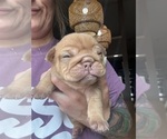 Small #4 English Bulldog