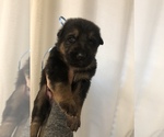 Small Photo #9 German Shepherd Dog Puppy For Sale in UTICA, NY, USA