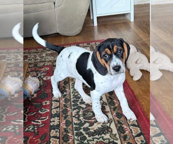 Medium Photo #8 Beagle-Unknown Mix Puppy For Sale in New York, NY, USA