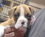 Small Photo #4 Boxer Puppy For Sale in STAFFORD, CT, USA