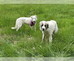 Small #5 Great Pyrenees Mix