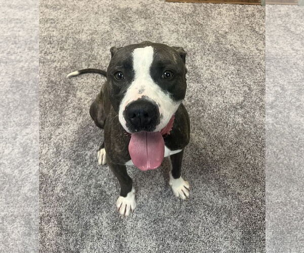 Medium Photo #4 Mutt Puppy For Sale in Shreveport, LA, USA