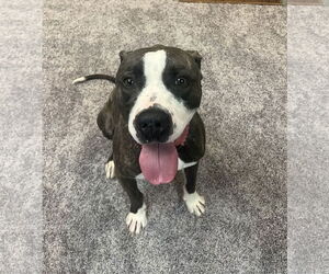 Royce - Male Mutt Dog for Adoption - Photo #4