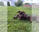 Small #1 Mutt